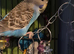 Baby budgies