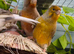 Cock canaries