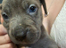 Only 2 boys remainimg cane corso x great dane puppies .