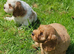 Beautiful cockapoo x cavalier puppies for sale