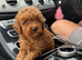 Asian f1 maltipoo