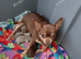Exquisite Tiny Chihuahua puppies.