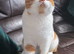 2 unusual british shorthair girls