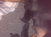 Chuncky puppies
