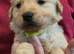 GOLDEN SHEPHERD PUPPIES
