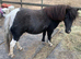 Hermits Gracie-May SPSBS Registered 4year old Mare