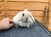 2 Does for Sale 13 Weeks Old