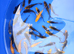 4-6" butterfly koi PLEASE SEE PRICING