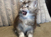 Stunning tica registered girl