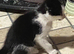 P5 beautiful 12 week old kittens