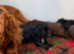 Kc cocker spaniels boys only 17 dna health tested