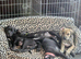 3 beautiful mastiff mix pups