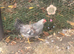 Lovely 3 month old cockerel for sale