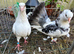 Pair off fantails