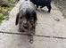 Cocker spaniel pups