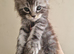 3 stunning mainecoon kittens available to reserve