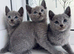 TICA pedigree Russian Blue kittens