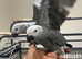 Friendly Baby Handreared Tame Male African Grey Parrot,31