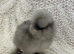 Pure breed silkie chicks unsexed