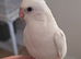 Handsome albino male cockatiel baby