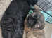 Shihtzu puppys