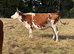 Hereford x cow with heifer calf at foot and a hereford x Heifer