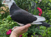 Stunning hand reared pet pigeon