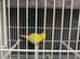 Fife canary for sale