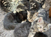KITTENS FOR SALE