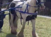 Delilah! Perfect kids pony, ride and drive!