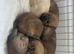 2 chow chow puppies available left out of 6