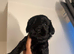 Cockapoo puppies
