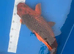 JAPANESE KOI Matsuba