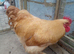 Buff Orpington cockerel