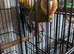 Pineapple greencheek