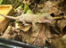 Orange Stripe Gargoyle Geckos