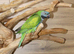 Darbyen Talking Parrot Male,3