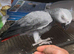 Cango African grey for sale?