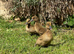 Female ducklings