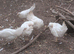 Utility white leghorn pullets, white stars