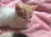 8 kittens for sale ready to go