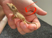 bio colour or low expression morph Baby crested gecko