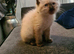 Ragdoll kittens ready to go