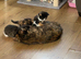 Beautiful kitty&rsquo;s