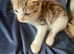 For sale 3 male kittens