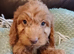 Cockapoo puppies for sale