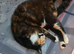 A lovely tortoiseshell cat