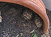 Hermann Tortoises