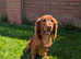 Welcome to "Copper" our red working cocker spaniel stud at stud