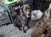 3m old female cane corso